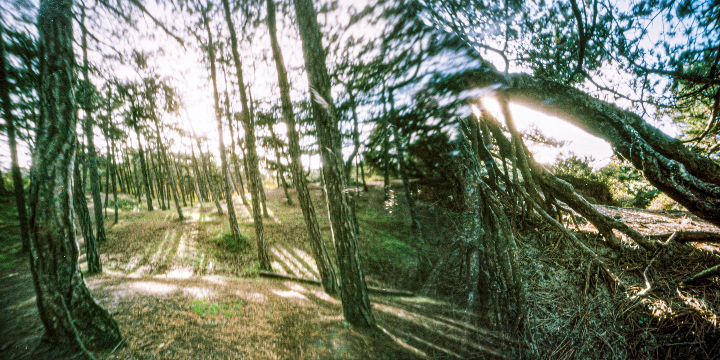 Pinhole photograph: a fallen tree in the forest