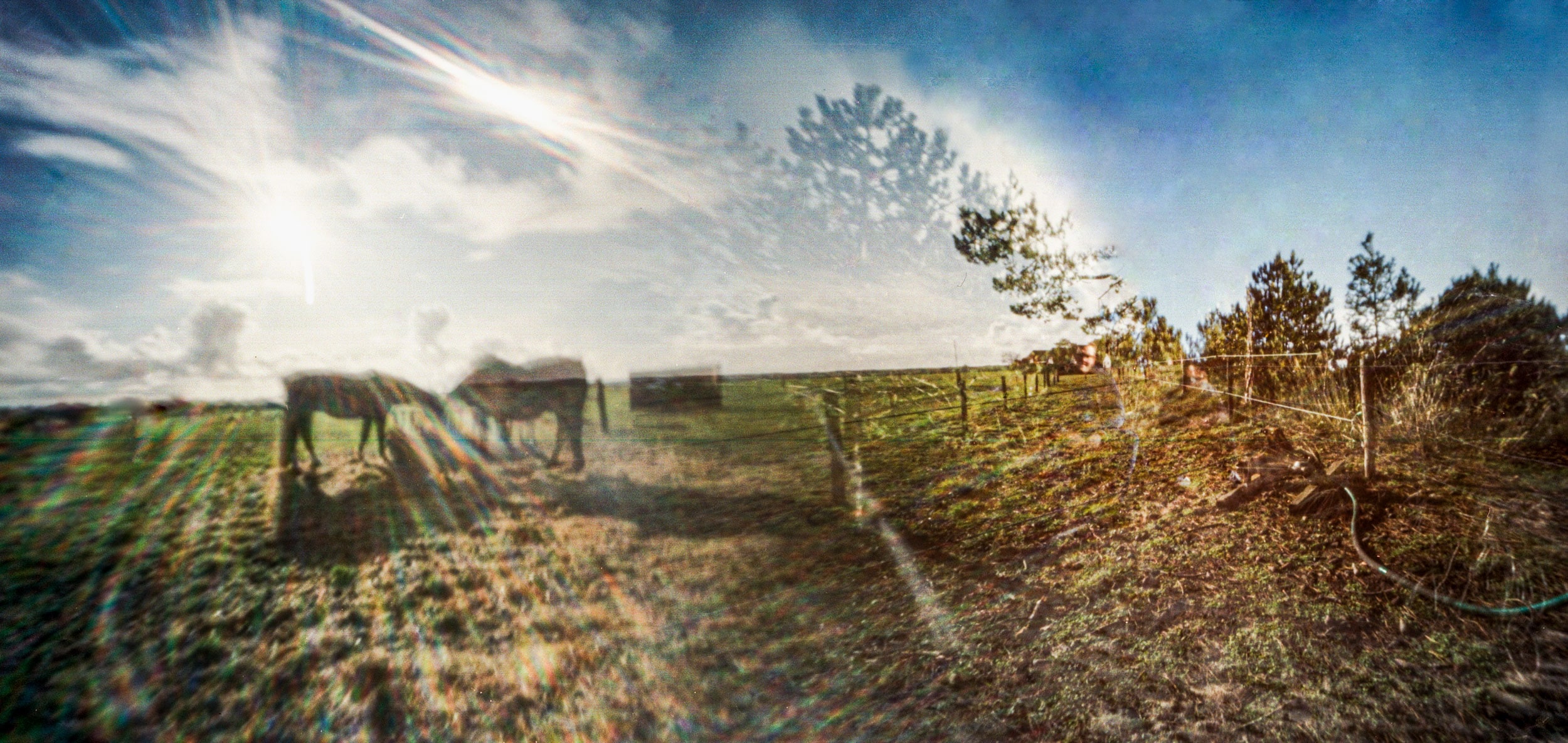 Pinhole photograph: horses in a meadow against the light